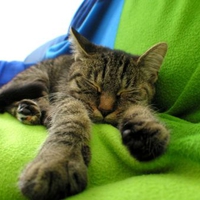 Old Lazybone
