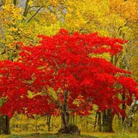 RED TREE