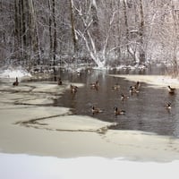 Spring in Minnesota 2