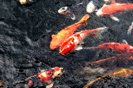 koi  - koi