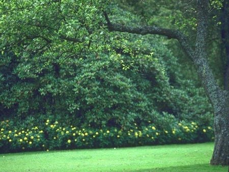 Green Forest !!! - flower, forest, plant, tree, nature, green