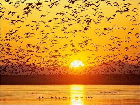 The Sunset !!! - nature, lake, background, sunset, birds, gold, bird