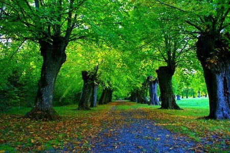 Green way - nature, green, forests, way