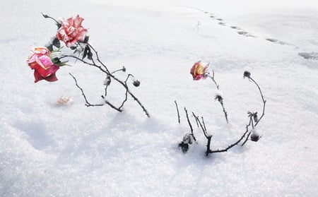 Roses - nature, flowers, roses, red