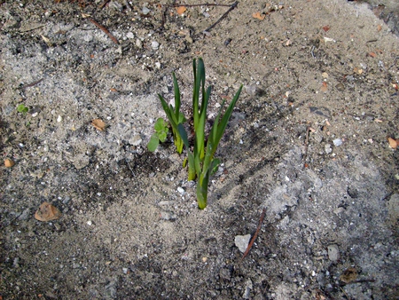 The awaking nature - nature, awaking, flowers, tulipan, photo