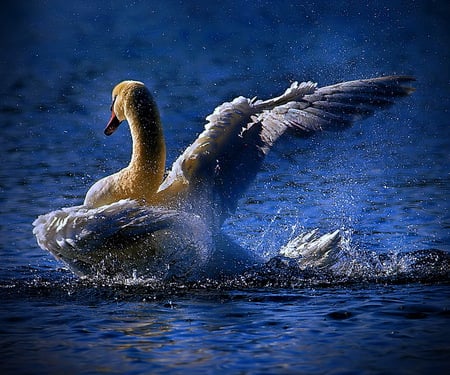 Swan blue - swan, swimming, blue, water, splashing