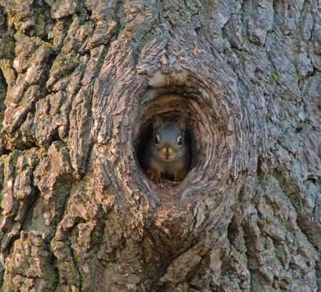 home, sweet, home - nature, sweet, tree, squirrel, home, wild