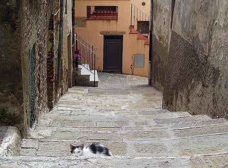 alley cat in Tuscany