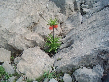 miracle of nature - flowers, lilly, rocks, miracle