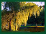 Wonderful weeping willow