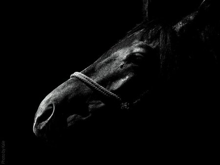 horse - night, black, horse, light