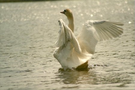 swan - glow, wing, swan, lake, light