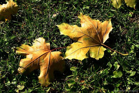 foliage - grass, foliage, brown, autumn