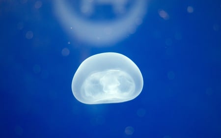 Afloat - melbourne, animals, aquarium, australia, jellies