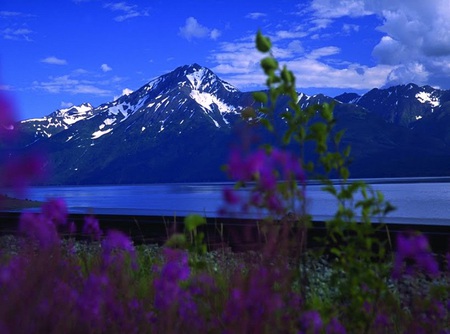 Mountain view - ocean, mountain, clouds, blue, snow, alaska, flowers, sea