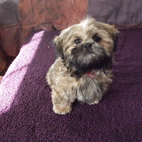 My Shih Tzu "Angel"