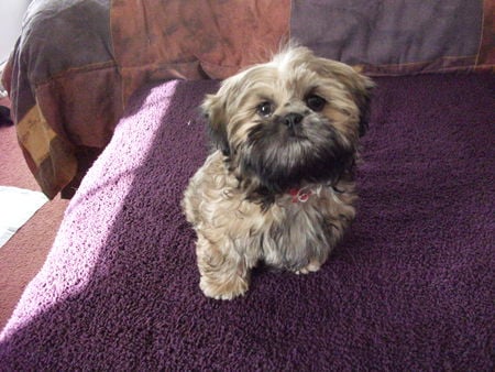 My Shih Tzu 