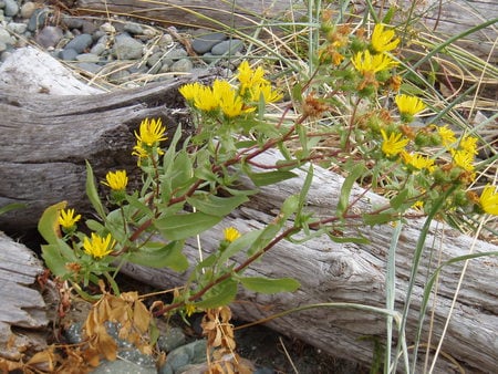 Wild Flower - yellow flower, at the wayside, driftwood and new life, new from old