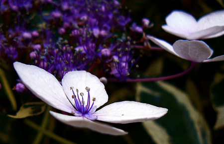 Delicate - beauty, background, delicate, bloom, spring, sesons, nature, white, purple, beautiful, flowers, colors