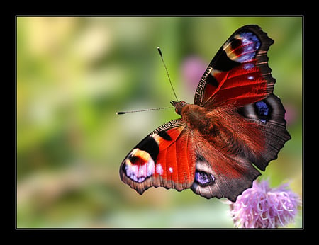 butterfly - red, butterfly, animals, rose, beautiful, nature, colors, green