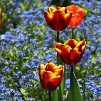 Tulips