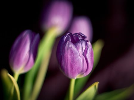 Purple tulips - beauty, purple, tulips, purple tulips, spring, flower