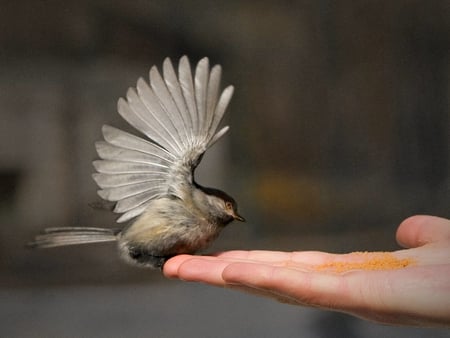 THE HAND THAT GIVES... - bird, hand, feeding, wingspan, adjusting