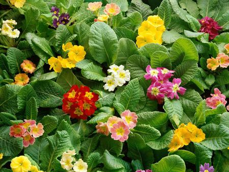 Perfectly_flowers_gardening - nature, leafs, beautiful, flowers, colors, garden