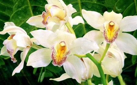 White_Orchid. - white, nature, beauty, orchid, flowers