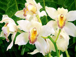 White_Orchid.