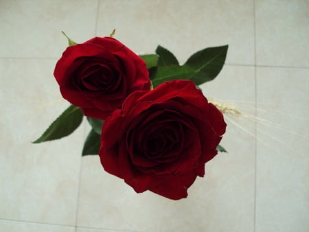 Friendship Roses for Antonija - beautiful, red, friendship, 2 roses, still life