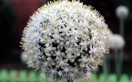 Perennial_flower - white, nature, beauty, flowers