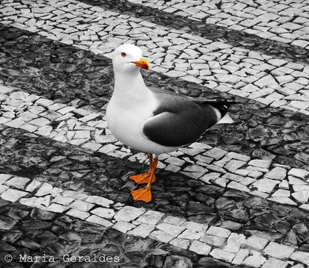 seagull - range, road, seagull, walk