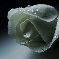 Wet white rose