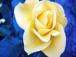 White_Flower_Rose