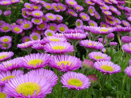 Chamomile_Town_flowers. - flowers, nature, purple, beauty, grass