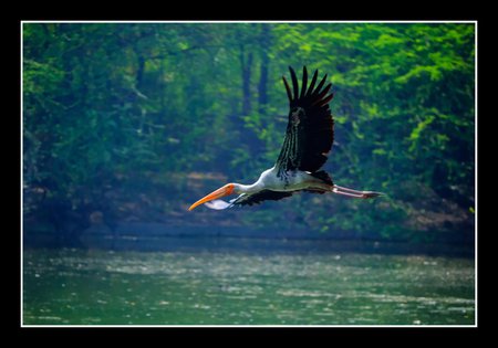 stork - forest, stork, fly, river