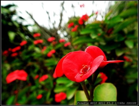 flowers - green, flowers, garden, red