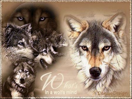 What's in a Wolfs mind - nature, wollfs, art, animal, dogs, friends