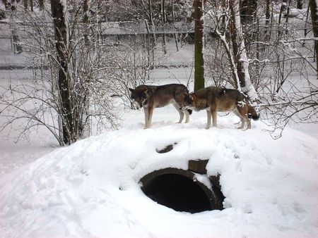 Wolfs in snow - wolf, animals, snow, dogs, friends