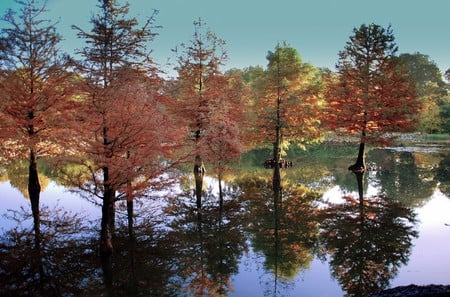 Trees - nature, forests, trees, reflection