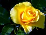 Yellow rose