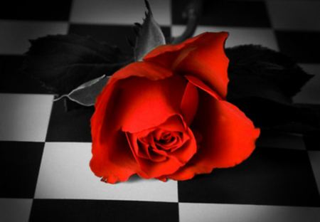 Red rose - nature, flowers, roses, red