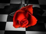 Red rose