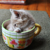 Kitty in cup