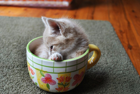 Kitty in cup - cats, animals, cup, kitties