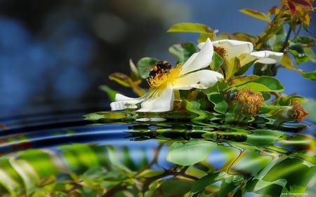 flower seen in water