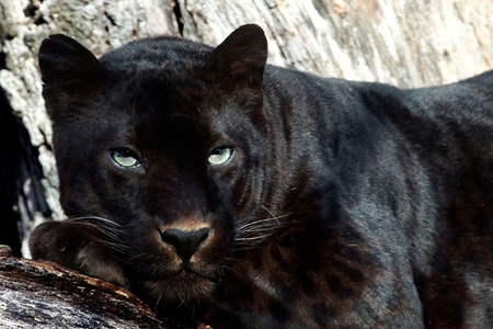 Black panther - feline, black, panthers, animals