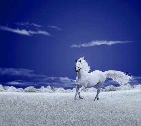 Field of white - clouds, white field, blue sly, galloping, white horse