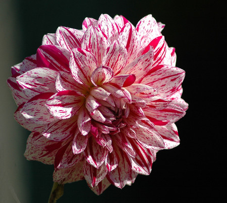 Pink and white - white, nature, flowers, pink